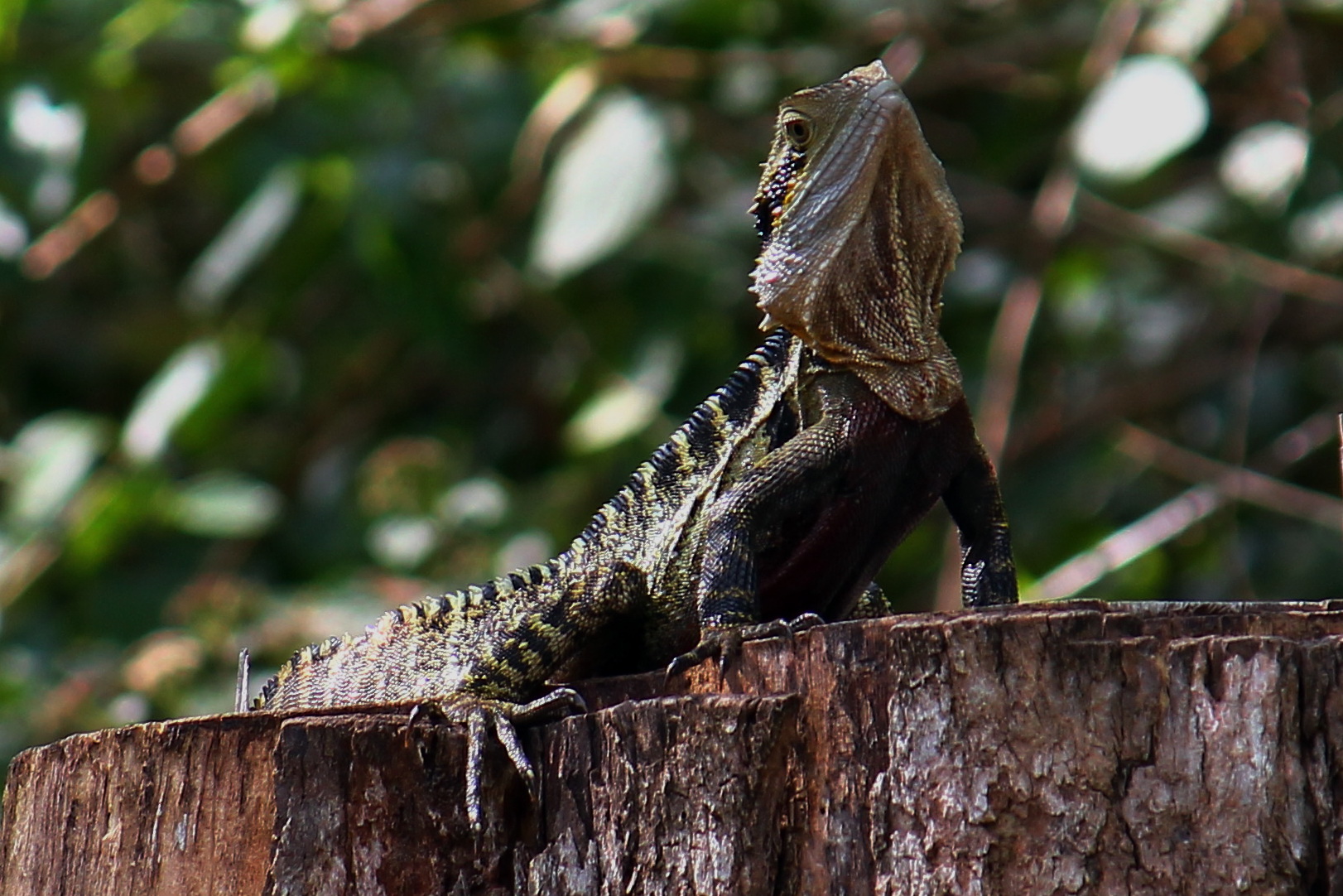 Eastern Water Dragon