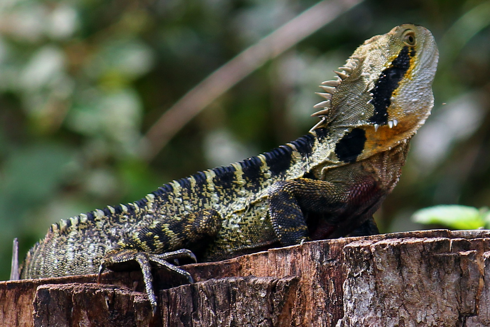 Eastern Water Dragon