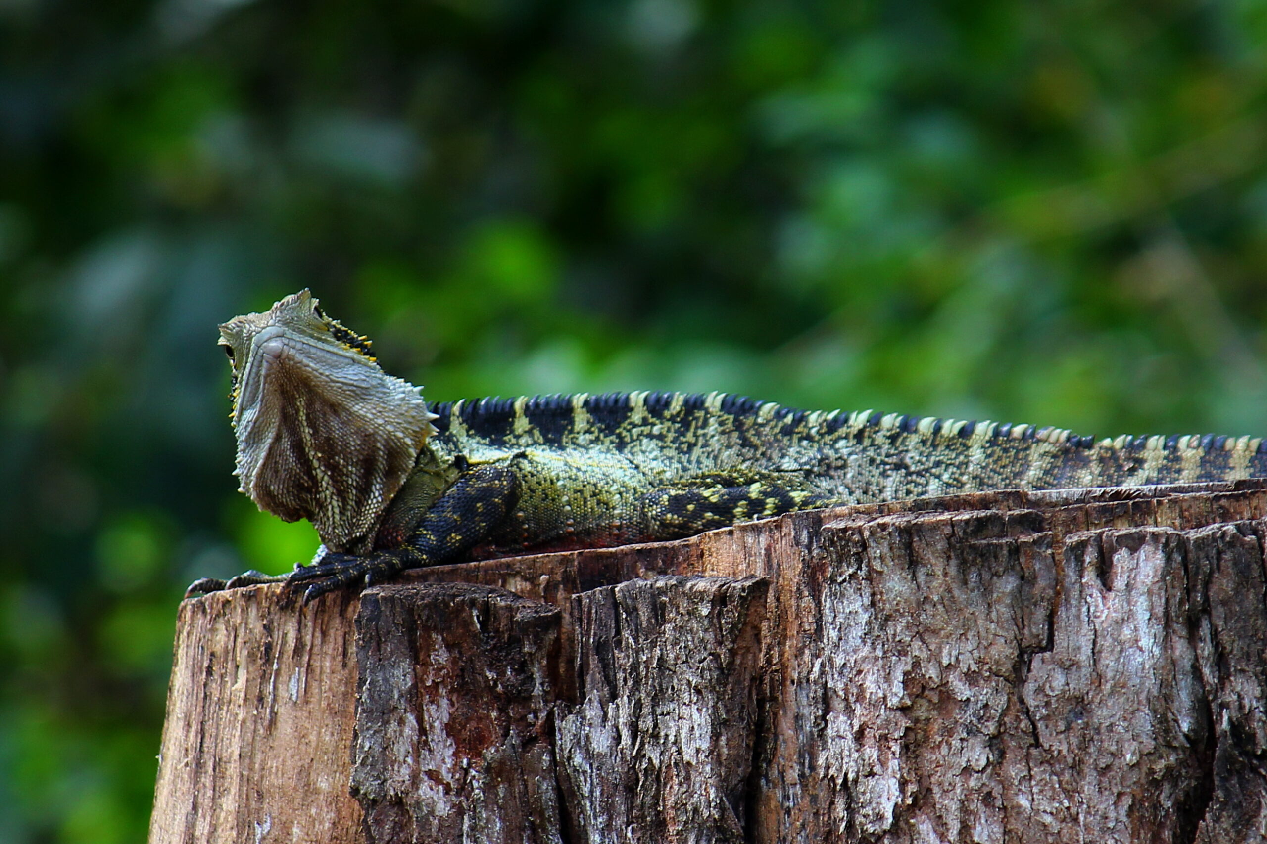 Eastern Water Dragon